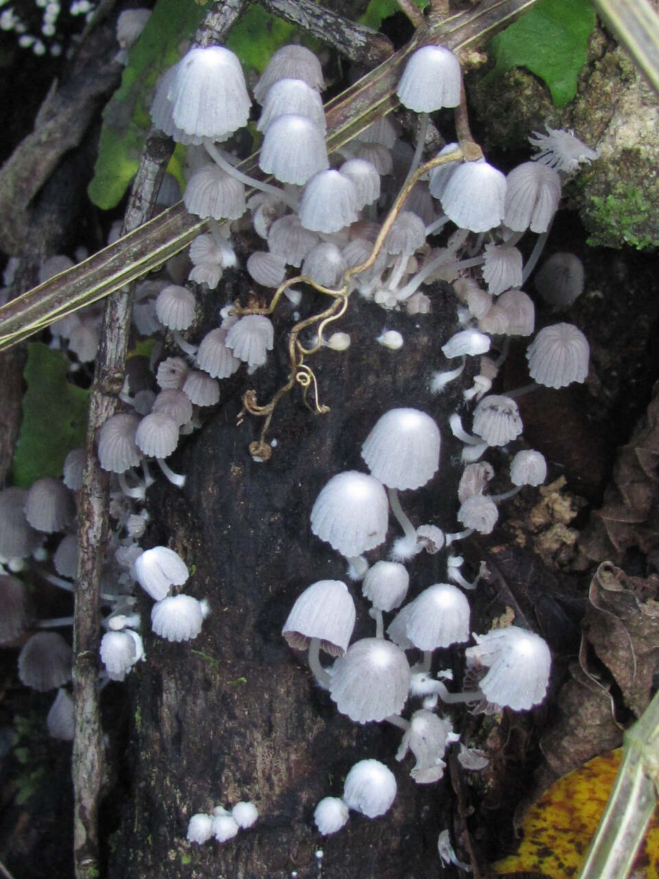 Image of Trooping Inkcaps