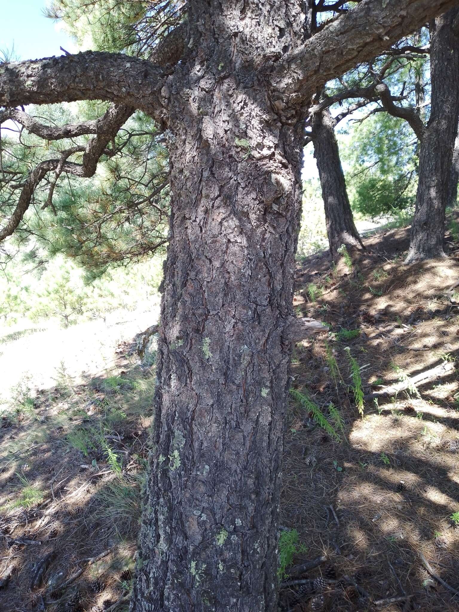 Imagem de Pinus arizonica var. cooperi (C. E. Blanco) Farjon