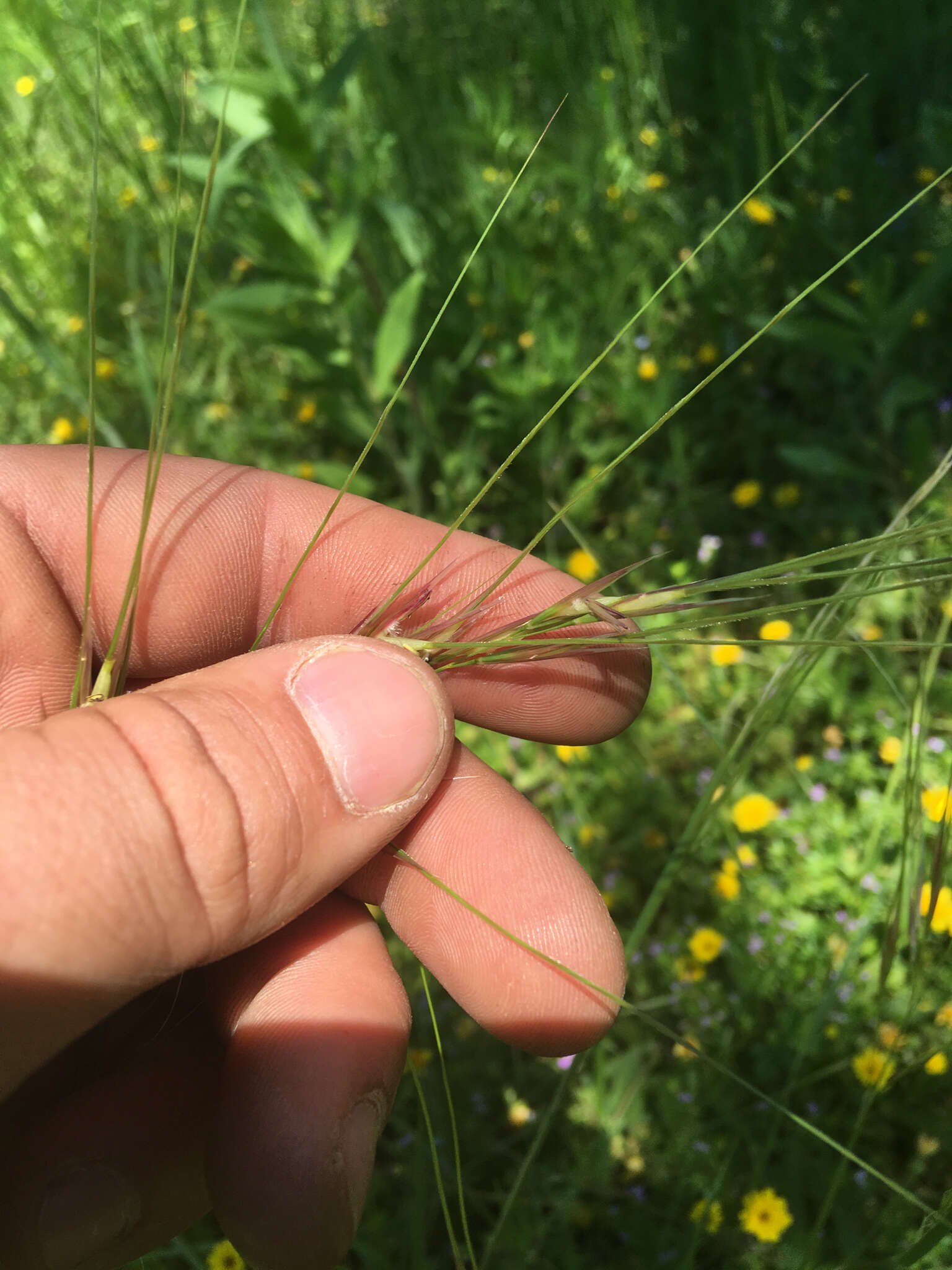 Image of Texas wintergrass