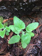 Stachys bullata Benth. resmi