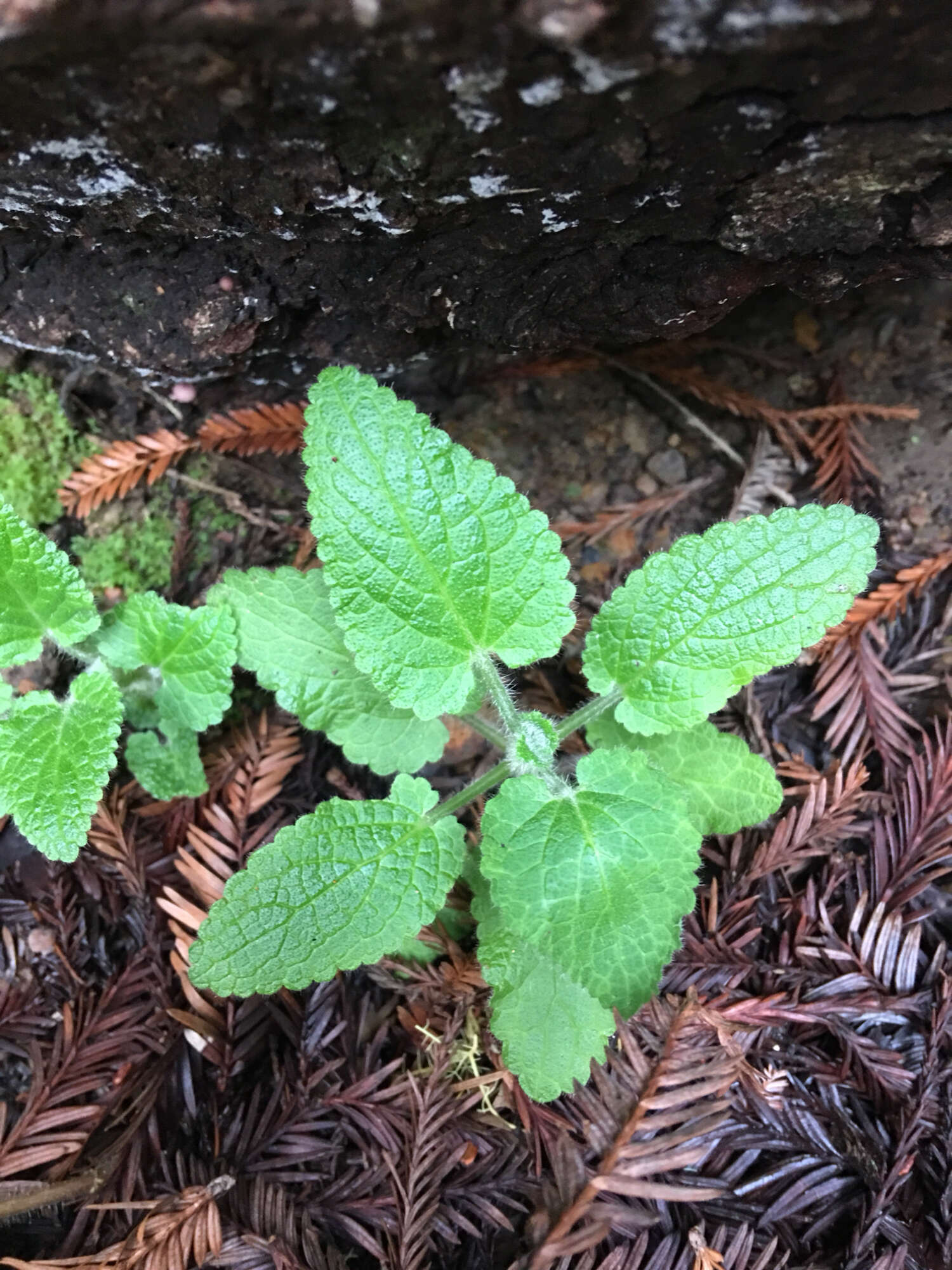 Stachys bullata Benth. resmi