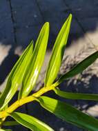 Image of Dendrobium chryseum Rolfe