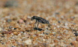 Plancia ëd Cicindela (Cicindela) oregona oregona Le Conte 1856