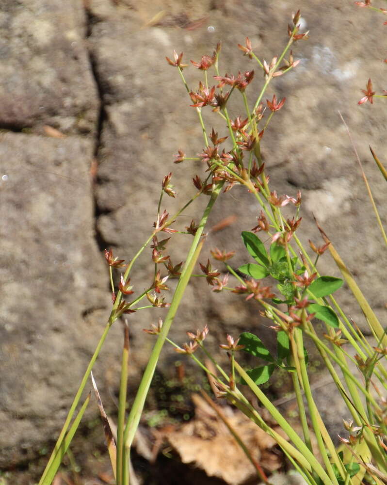 Juncus prismatocarpus R. Br. resmi