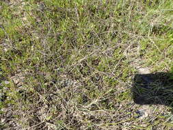 Image of threeflower snakeweed