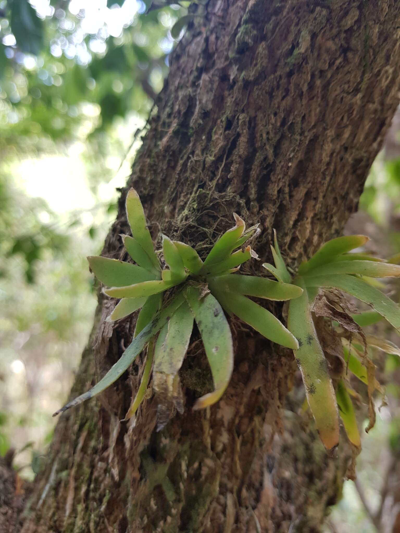 Image of Soldier's crest orchid