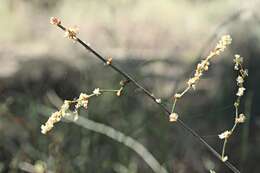 Image of Duma florulenta (Meisn.) T. M. Schust.