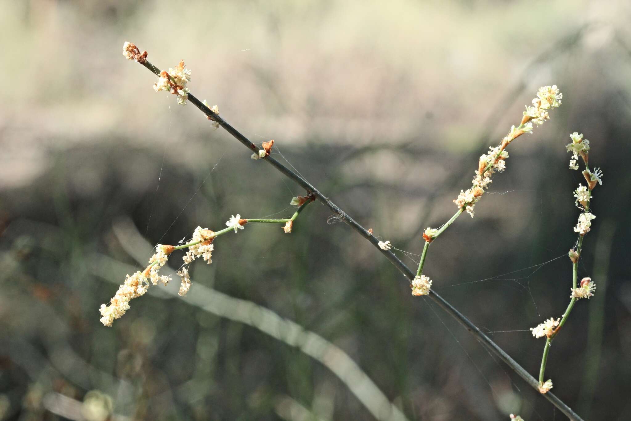 Слика од Duma florulenta (Meisn.) T. M. Schust.