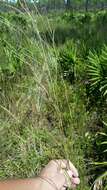 Imagem de Schizachyrium stoloniferum Nash