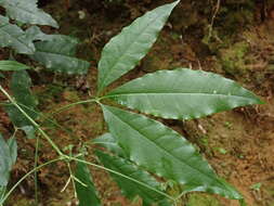 Image of Melicope pteleifolia (Champ. ex Benth.) T. G. Hartley