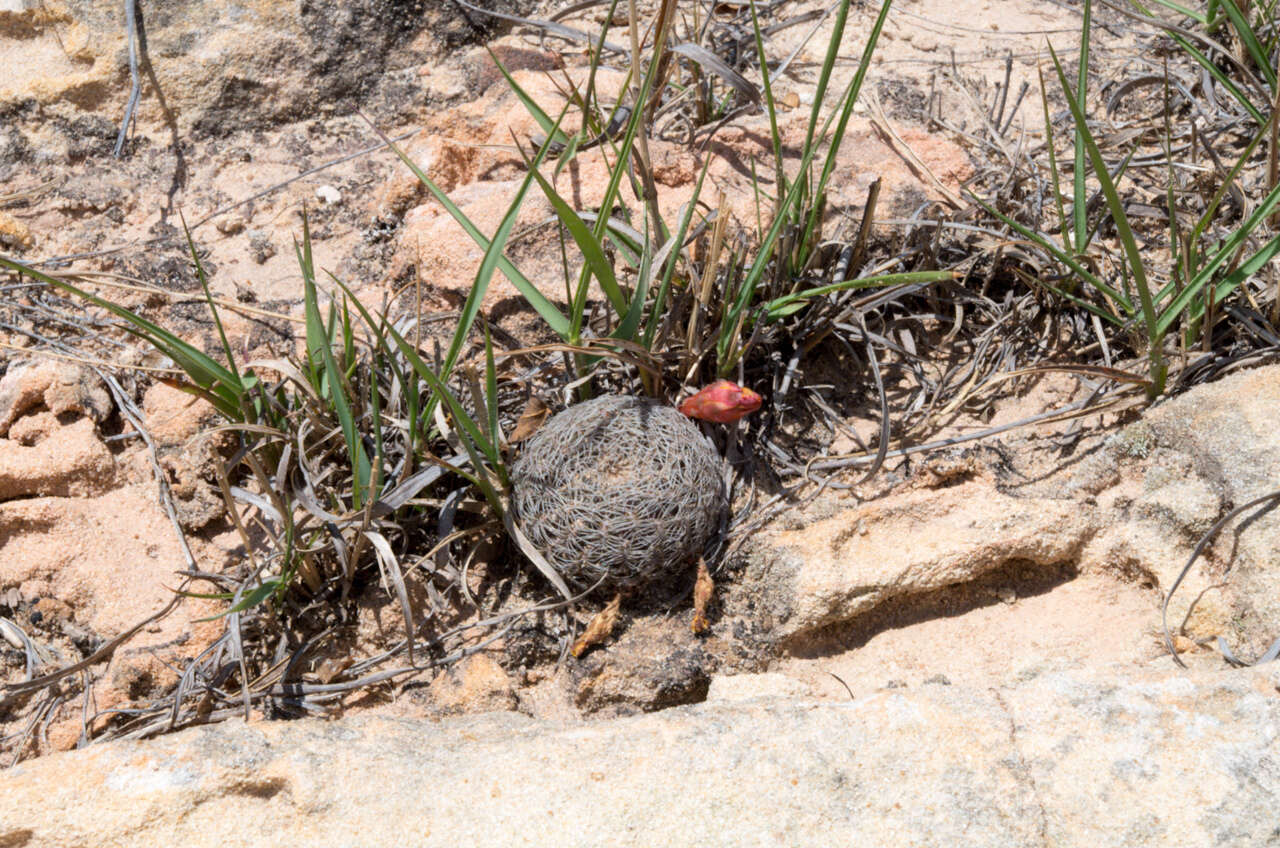 Image of Rebutia cardenasiana (R. Vásquez) G. Navarro