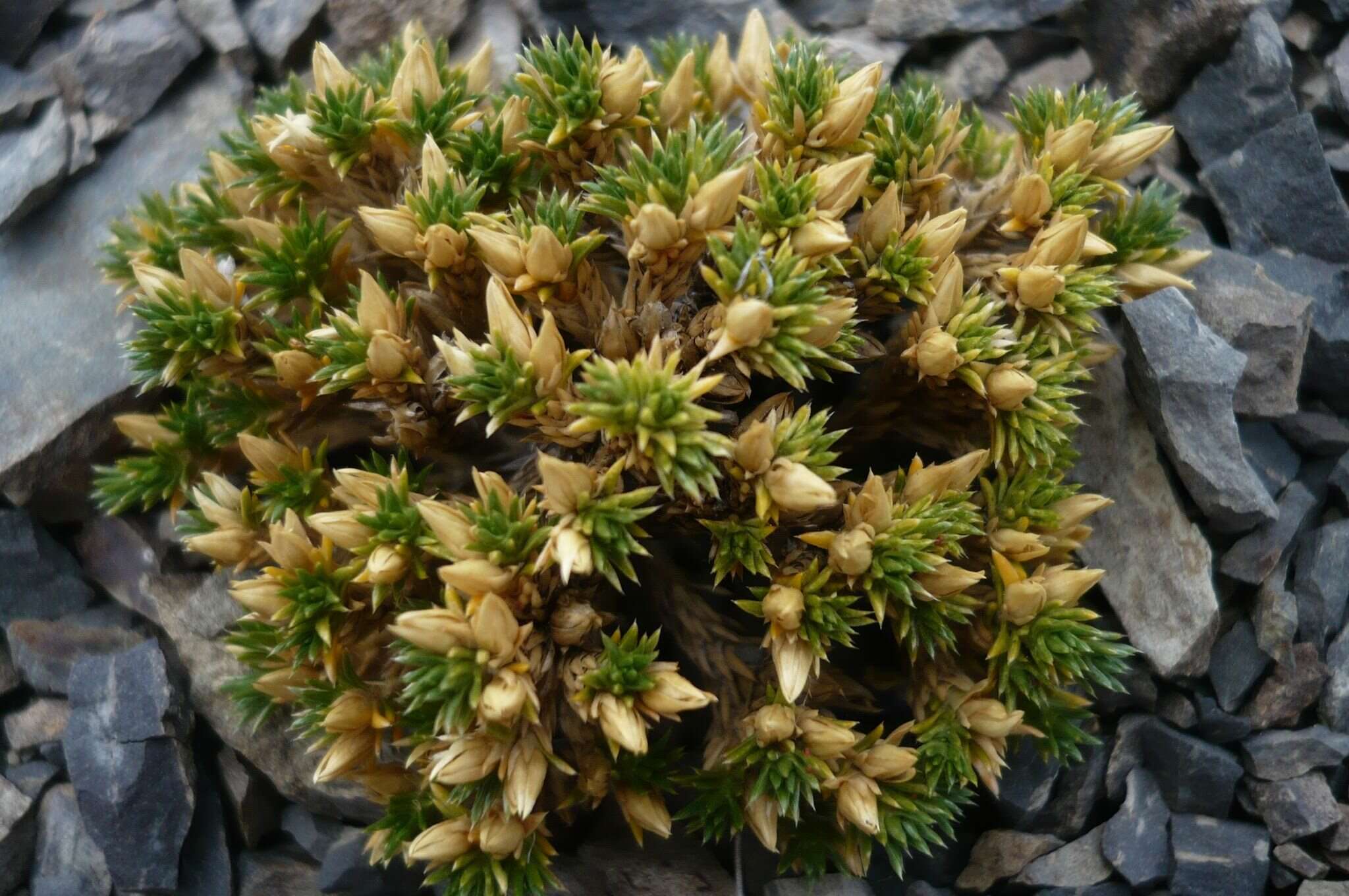 Image of Colobanthus lycopodioides Griseb.