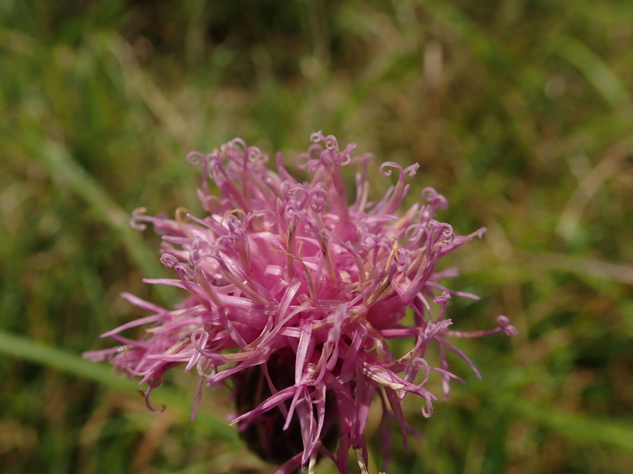 Plancia ëd Serratula coronata subsp. insularis (Iljin) Kitam.