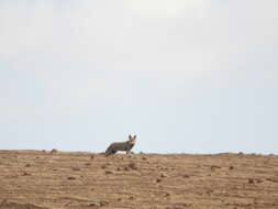 Image of Vulpes vulpes palaestina Thomas 1920