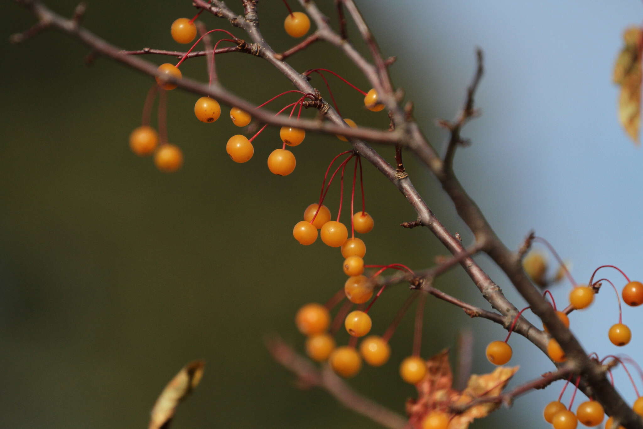 Imagem de Malus baccata (L.) Borkh.