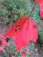 Image of Red Maple