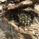 Image of Mammillaria boelderliana Wohlschl.