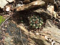 Mammillaria boelderliana Wohlschl.的圖片