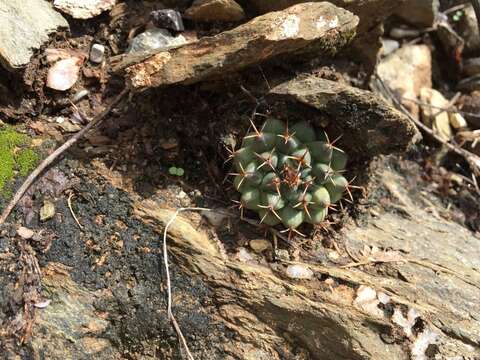 Image of Mammillaria boelderliana Wohlschl.