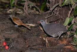 Image of Tataupa Tinamou