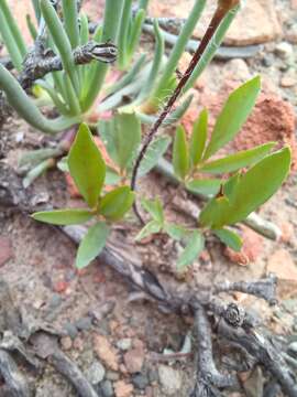 Image of Pelargonium undulatum (Andr.) Harv.