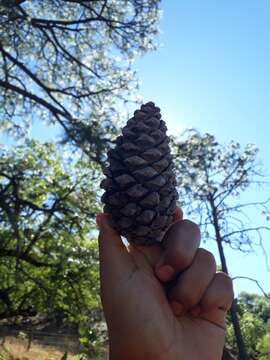 Image de Pinus pseudostrobus var. pseudostrobus