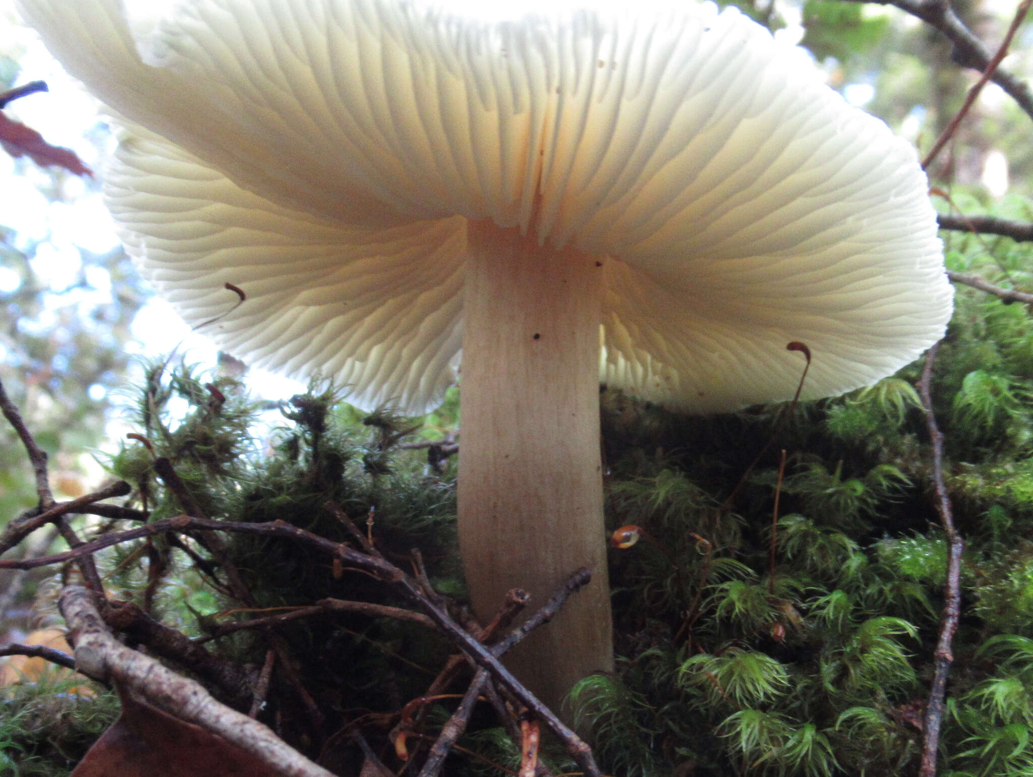 Tricholoma viridiolivaceum G. Stev. 1964的圖片