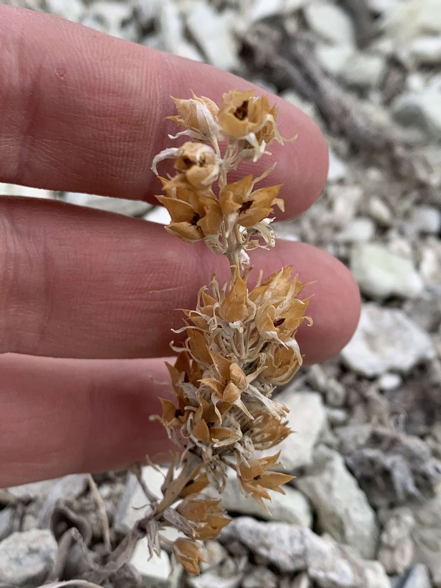 Image of White River Valley beardtongue