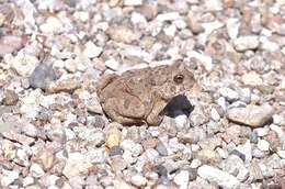 Image of southwestern toad