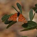 Image of Acraea atolmis Westwood 1882