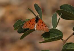 Image of Acraea atolmis Westwood 1882