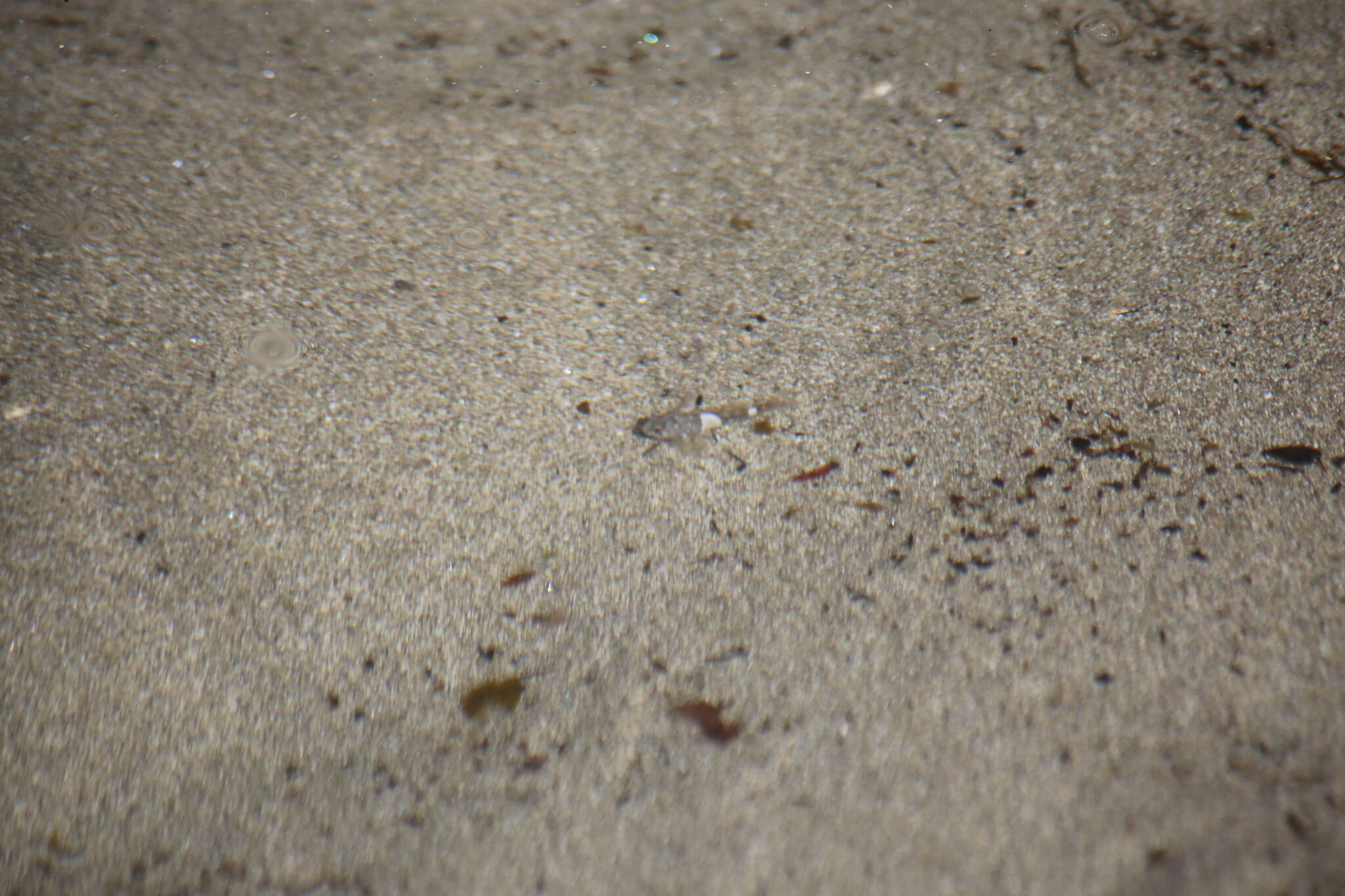 Image of Globe-headed Sculpin