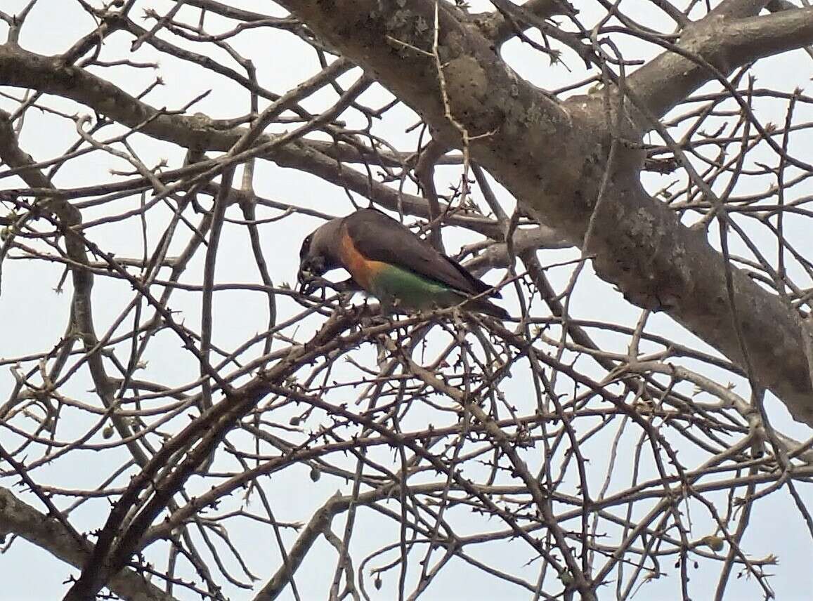 Image of Orange-bellied Parrot