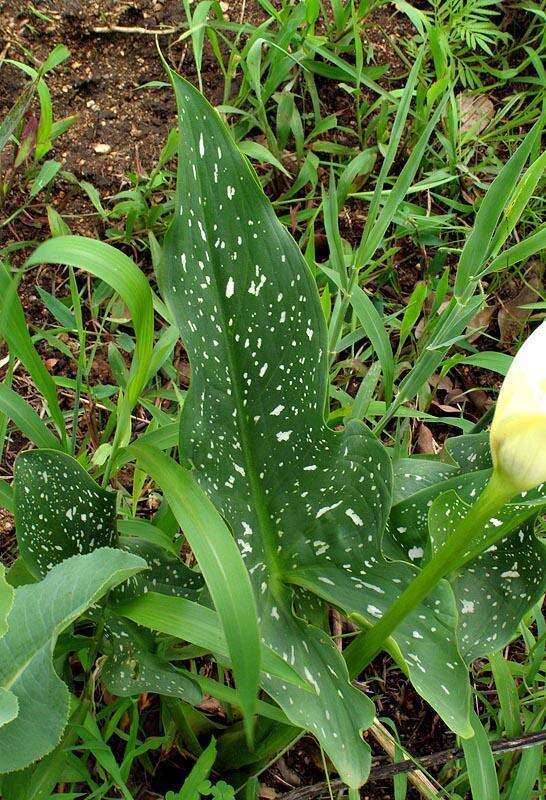 Image of Spotted-leaved arum lily