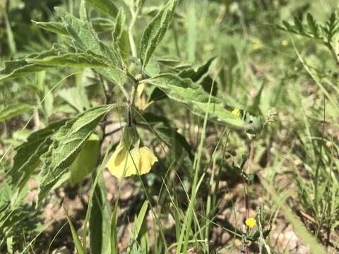 Physalis virginiana Mill.的圖片