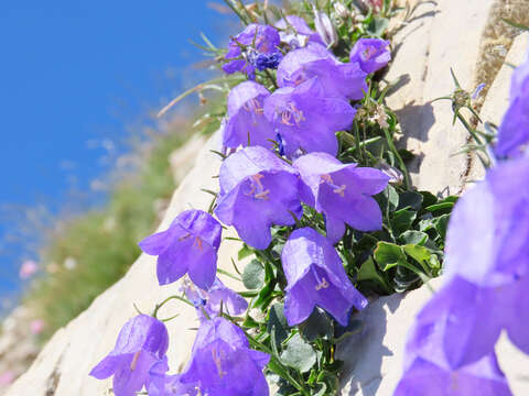 Image of Campanula cochleariifolia Lam.