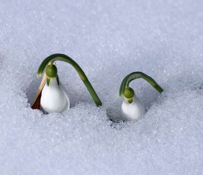 Image of giant snowdrop