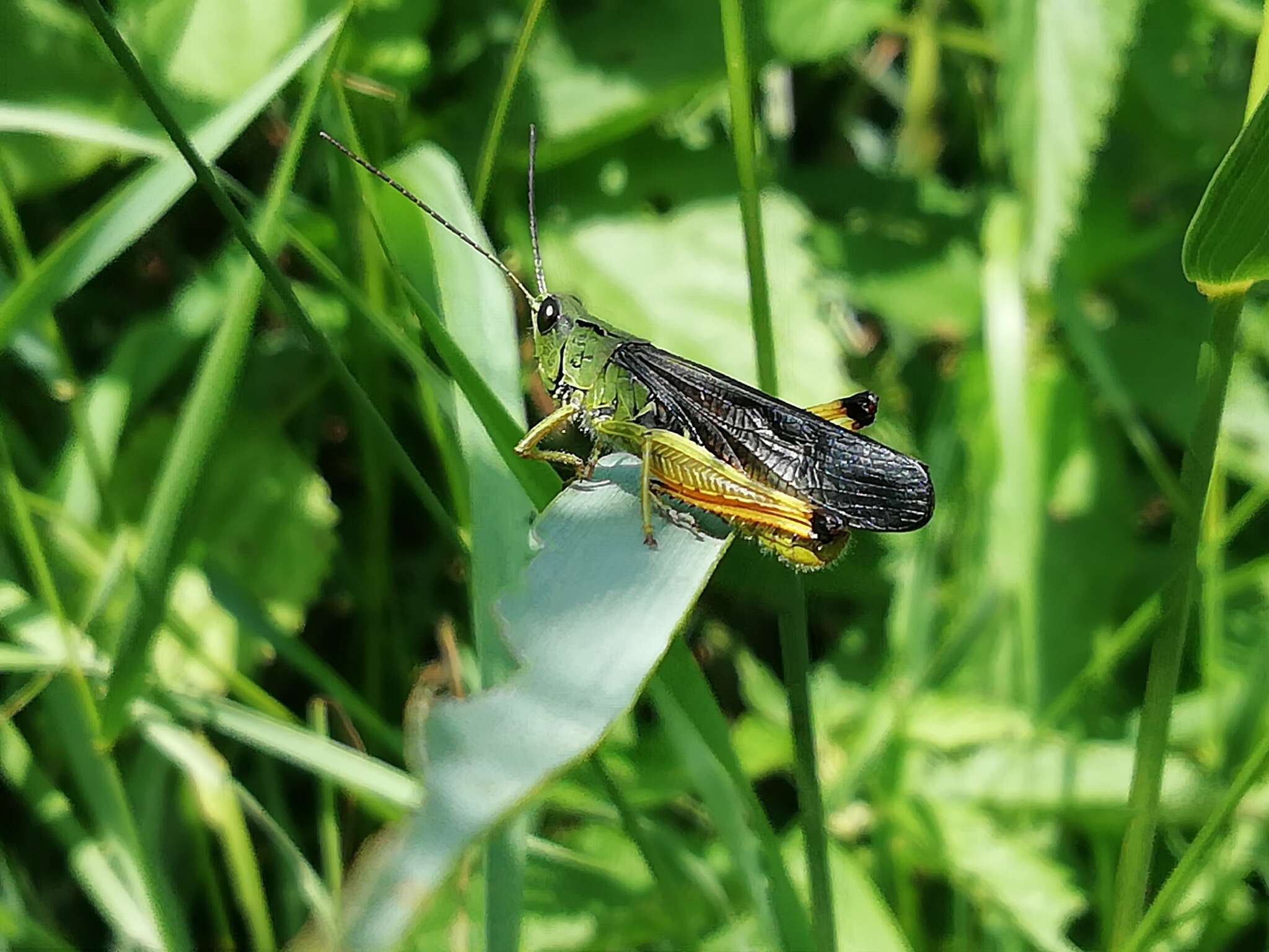 Megaulacobothrus aethalinus (Zubovski 1899) resmi