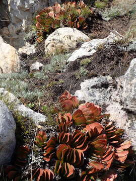 Image of Kumara haemanthifolia (Marloth & A. Berger) Boatwr. & J. C. Manning