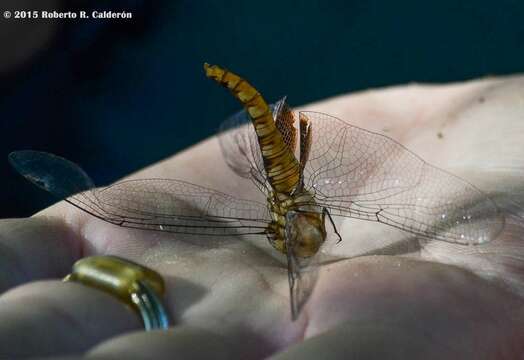 Image of Spot-winged Glider