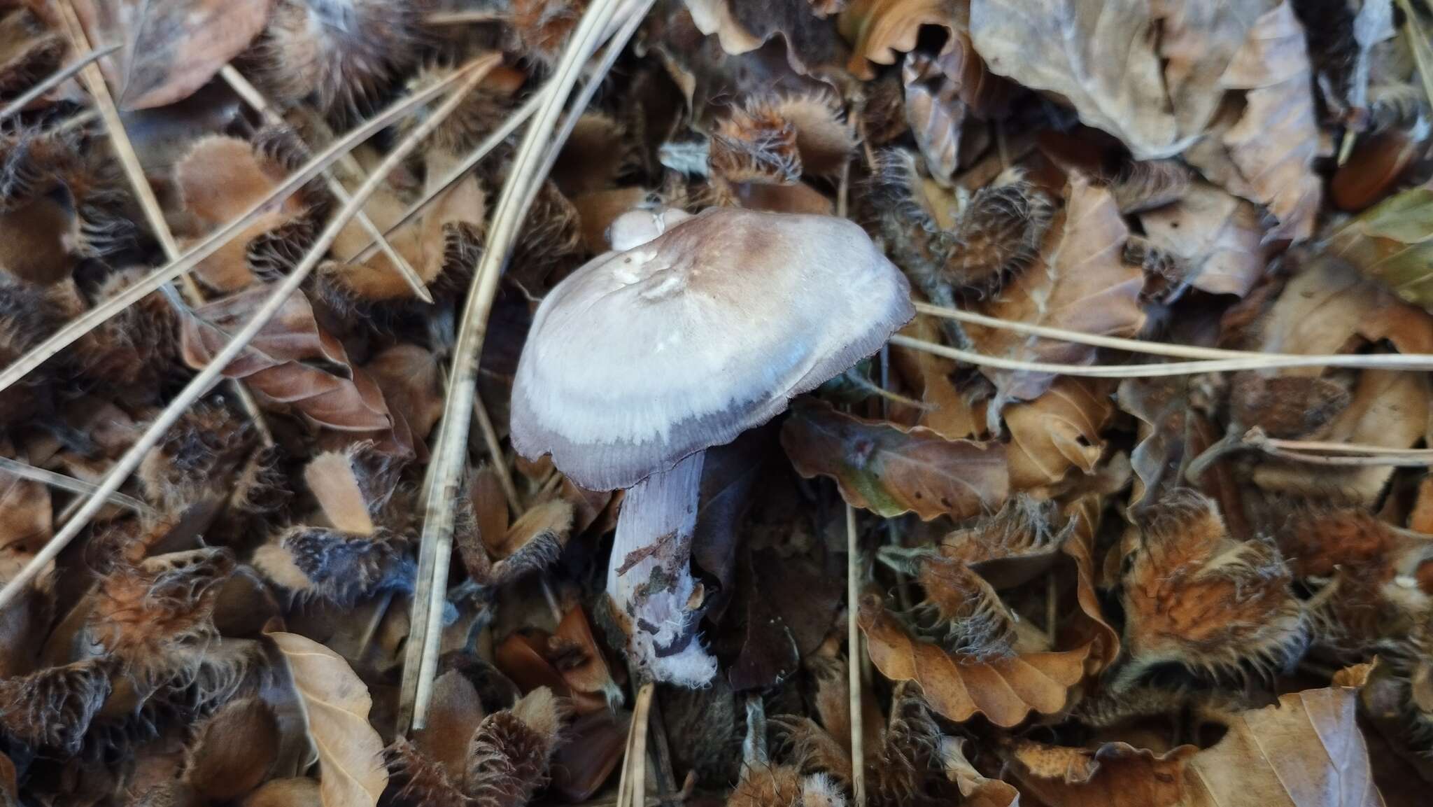 Mycena pelianthina (Fr.) Quél. 1872 resmi