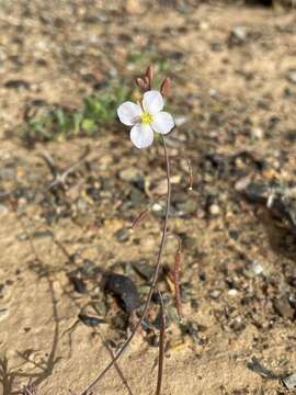 Imagem de Heliophila deserticola var. deserticola