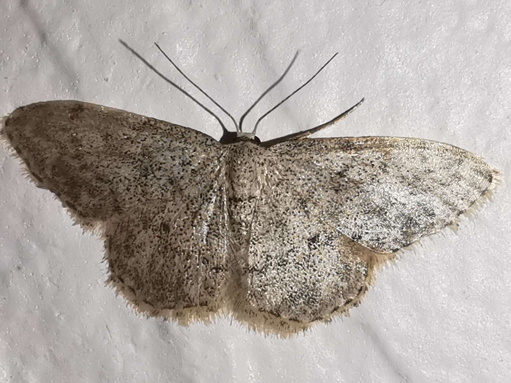 Image de Idaea typicata Guenée 1858