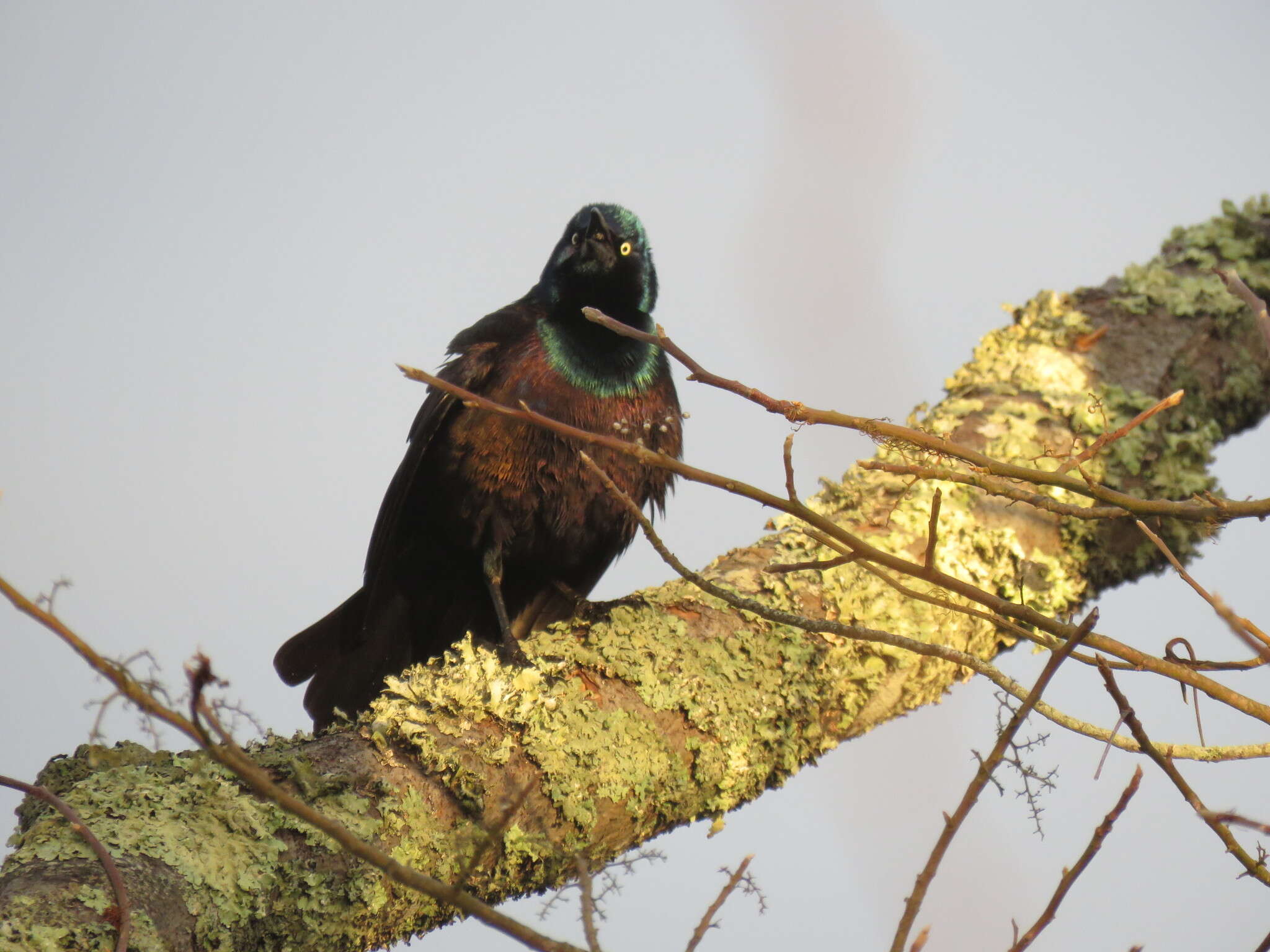 Image of Bronzed Grackle