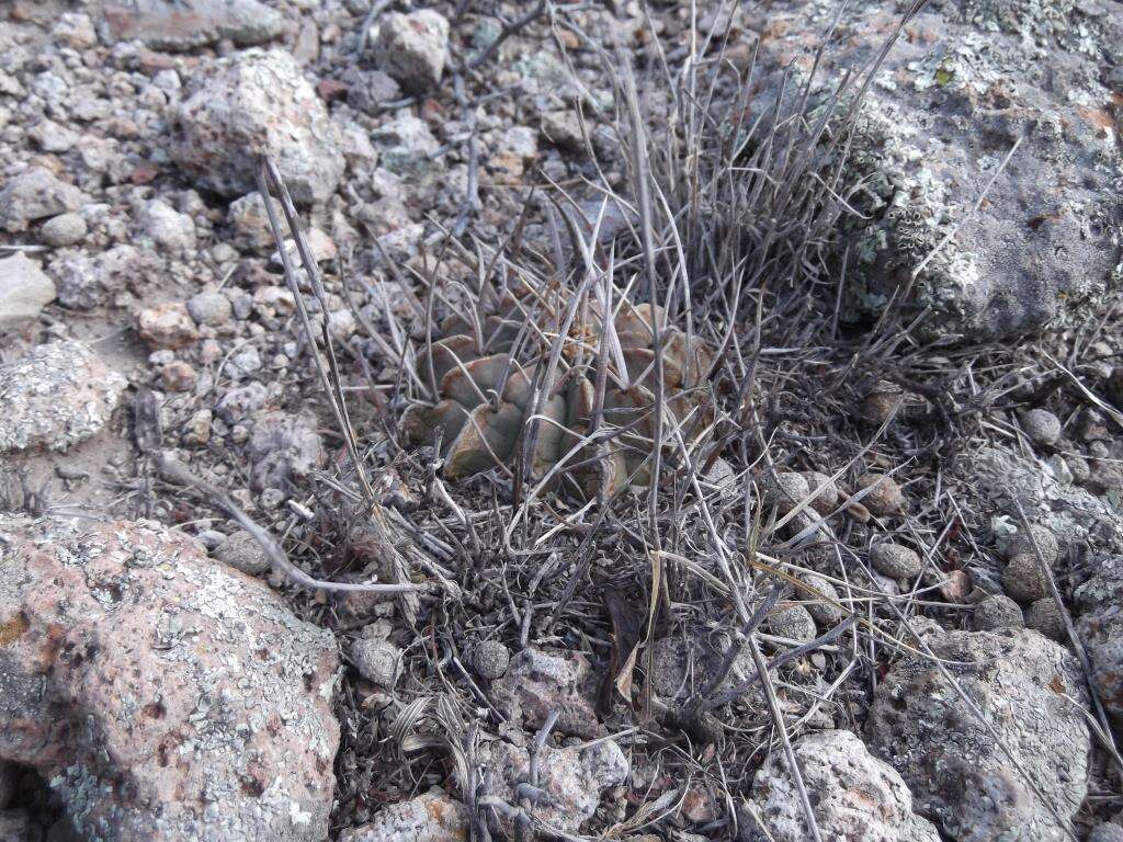 Image of Stenocactus coptonogonus (Lem.) A. Berger