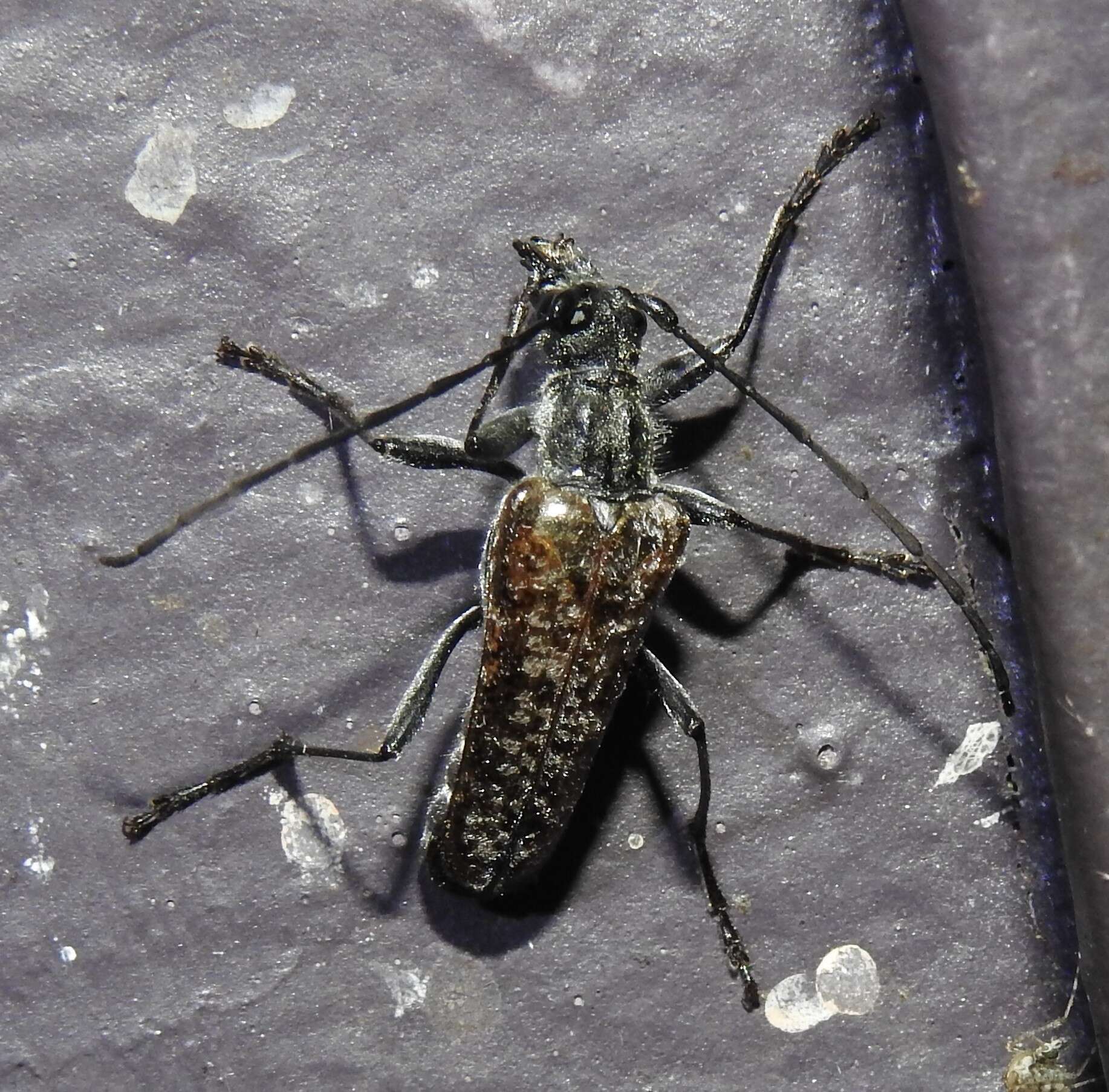 Image of Mottled Longhorned Beetle