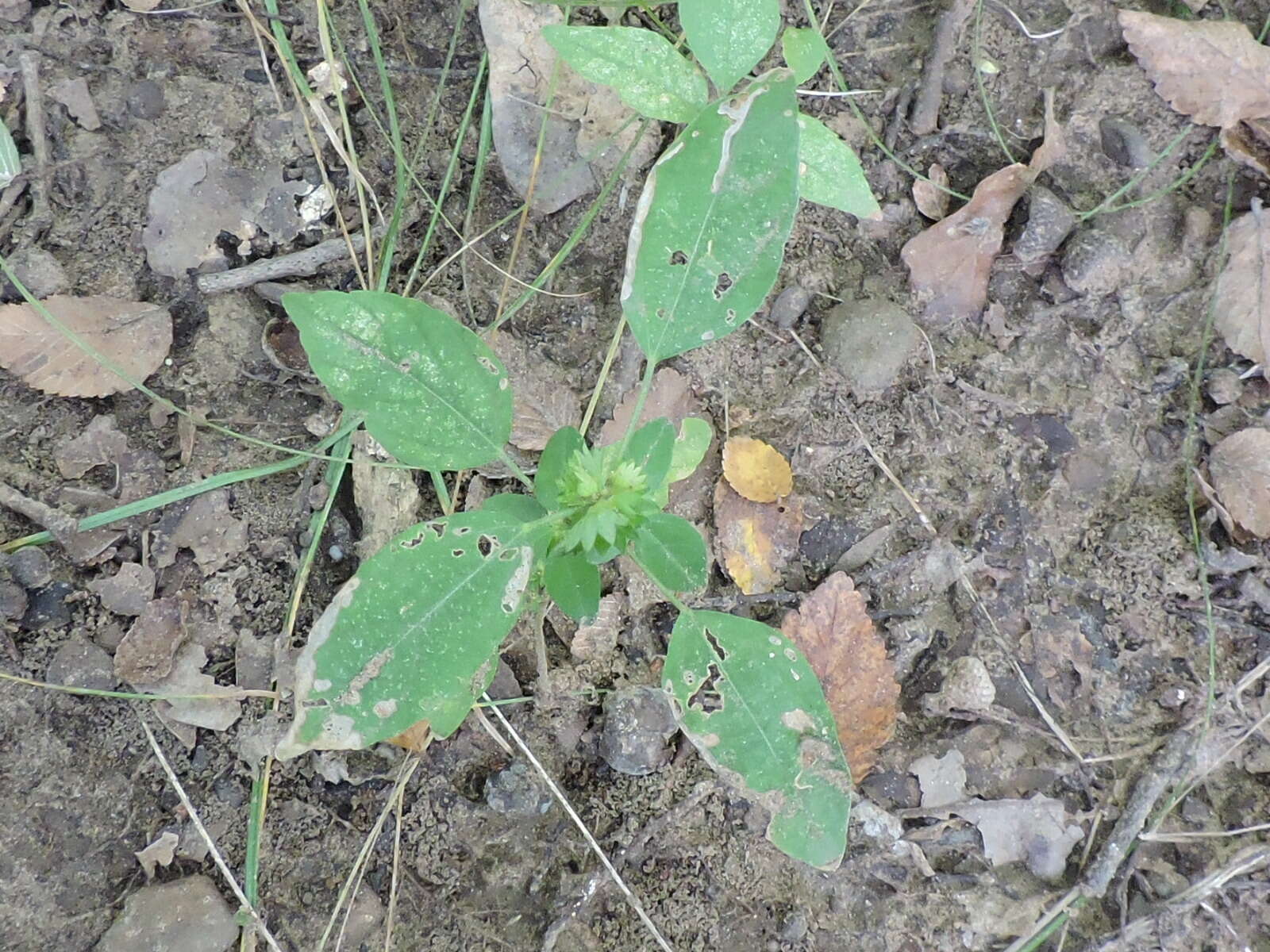 Imagem de Acalypha virginica L.