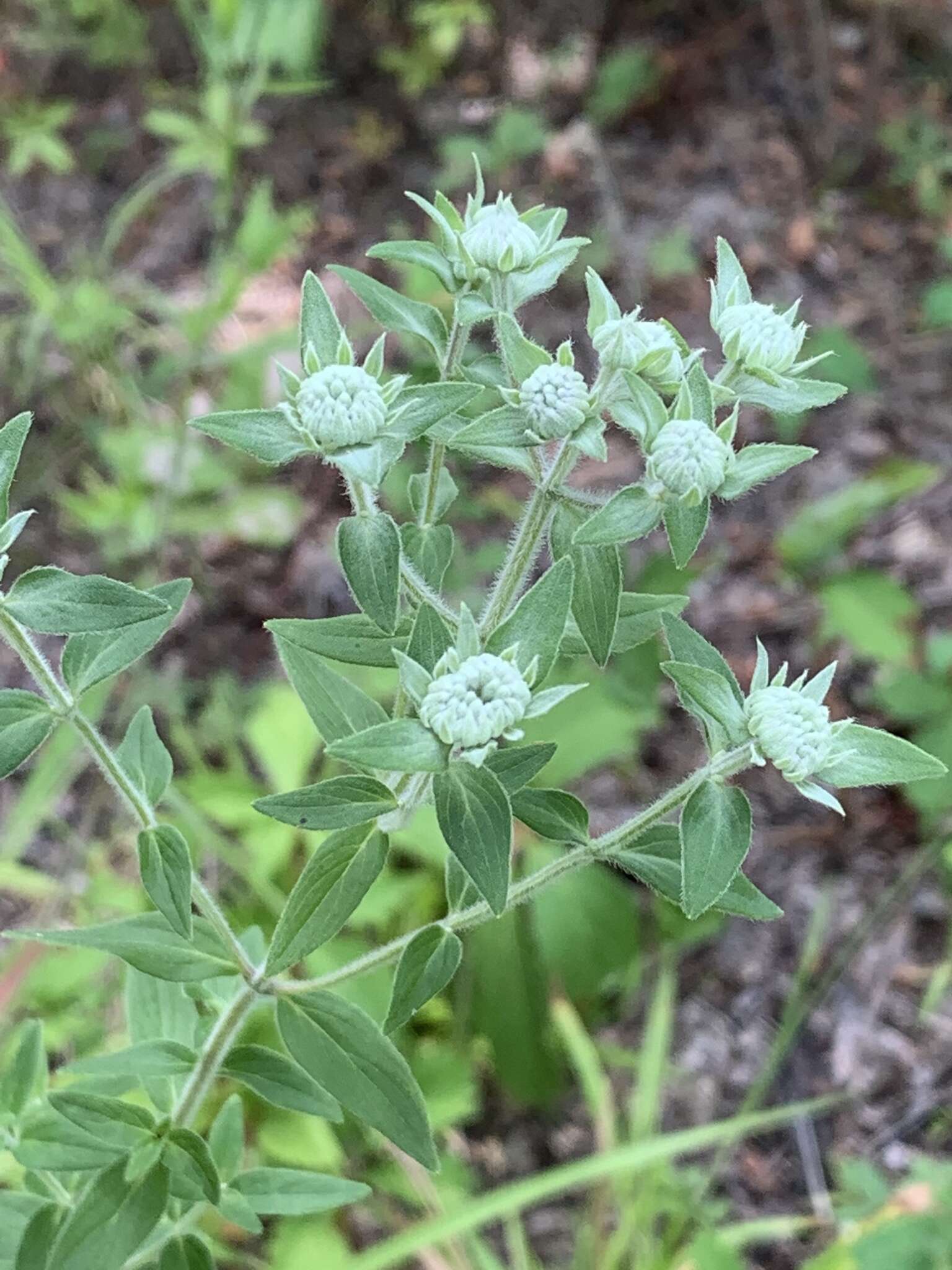 Imagem de Pycnanthemum verticillatum var. pilosum (Nutt.) Cooperr.