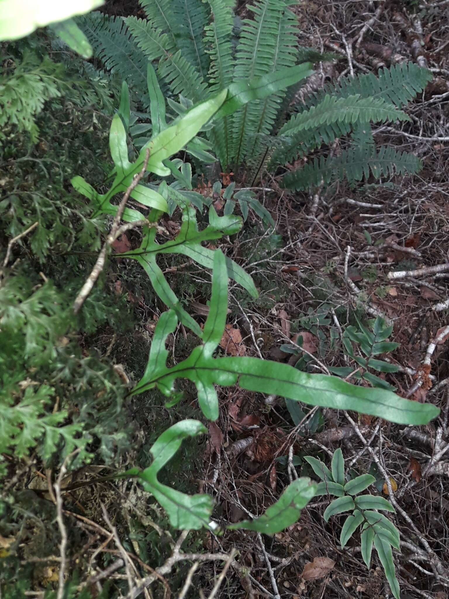 Слика од Phymatosorus novae-zealandiae (Bak.) Pic. Serm.