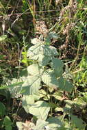 Image of Brambles